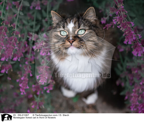 Norwegian forest cat in front of flowers / DS-01087