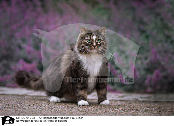 Norwegian forest cat in front of flowers / DS-01088