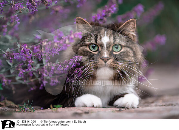 Norwegische Waldkatze vor Blumen / Norwegian forest cat in front of flowers / DS-01090