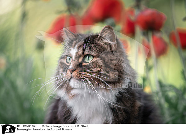 Norwegian forest cat in front of flowers / DS-01095
