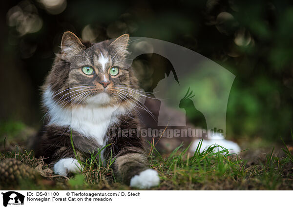 Norwegische Waldkatze auf der Wiese / DS-01100