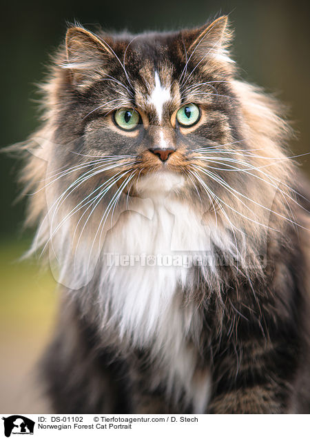 Norwegian Forest Cat Portrait / DS-01102