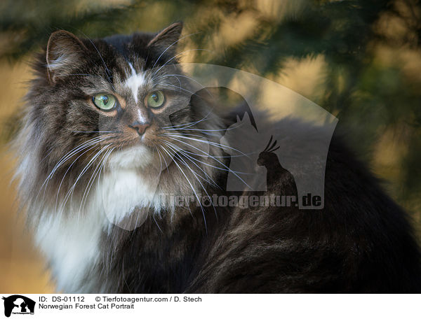 Norwegian Forest Cat Portrait / DS-01112