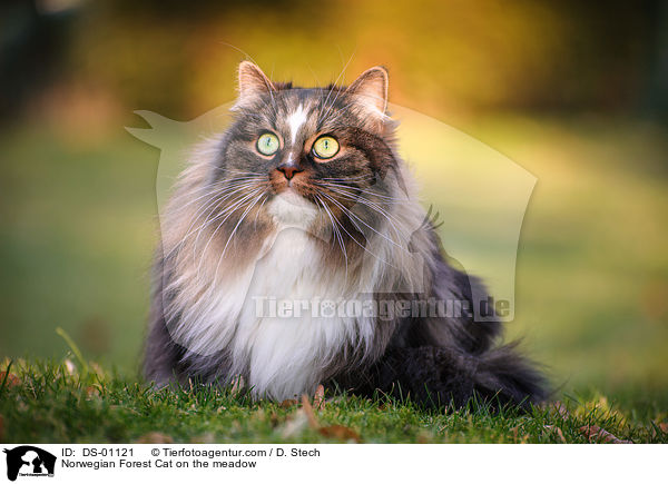 Norwegian Forest Cat on the meadow / DS-01121