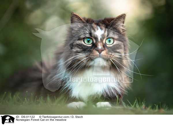 Norwegian Forest Cat on the meadow / DS-01122