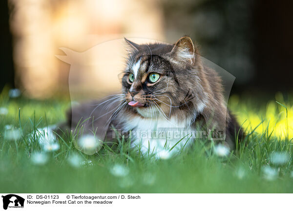 Norwegian Forest Cat on the meadow / DS-01123