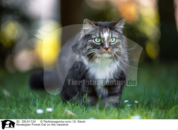 Norwegian Forest Cat on the meadow / DS-01124