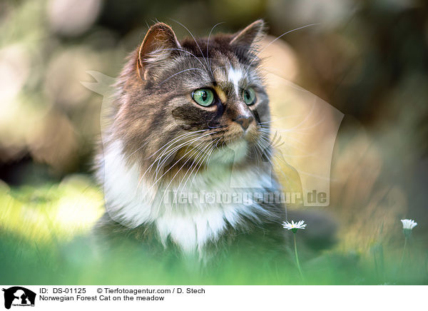 Norwegian Forest Cat on the meadow / DS-01125