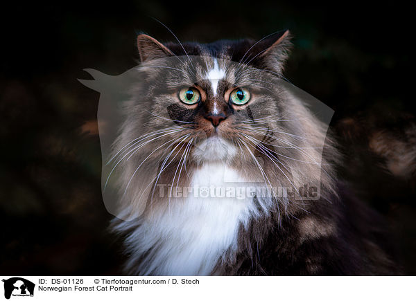 Norwegian Forest Cat Portrait / DS-01126