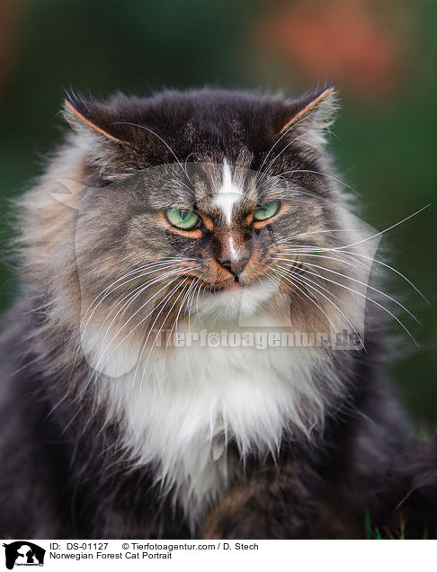 Norwegian Forest Cat Portrait / DS-01127