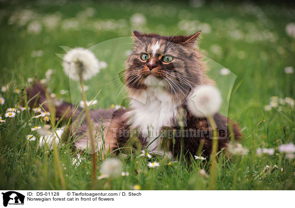 Norwegian forest cat in front of flowers / DS-01128
