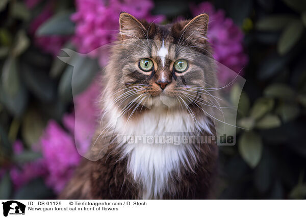 Norwegian forest cat in front of flowers / DS-01129