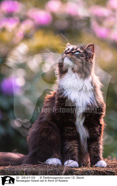 Norwegian forest cat in front of flowers / DS-01130
