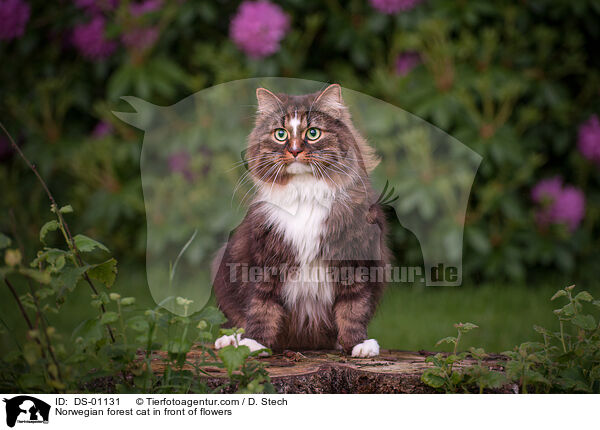 Norwegische Waldkatze vor Blumen / Norwegian forest cat in front of flowers / DS-01131