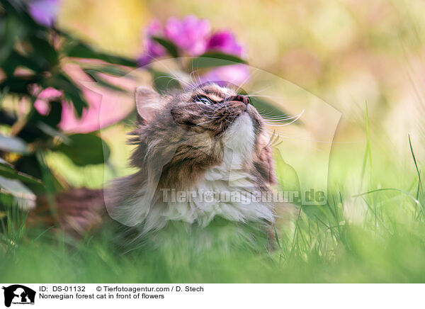 Norwegian forest cat in front of flowers / DS-01132