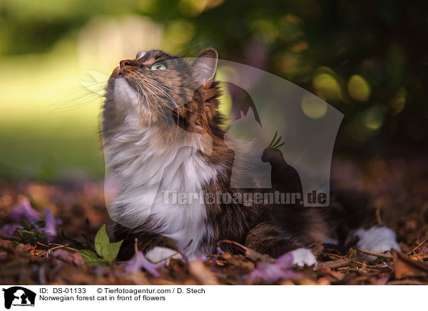 Norwegian forest cat in front of flowers / DS-01133