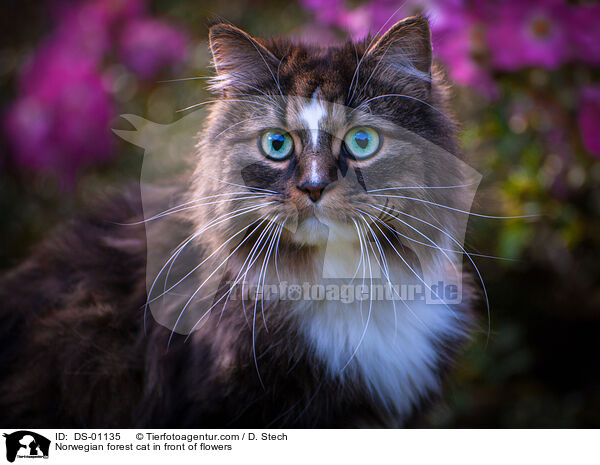 Norwegian forest cat in front of flowers / DS-01135