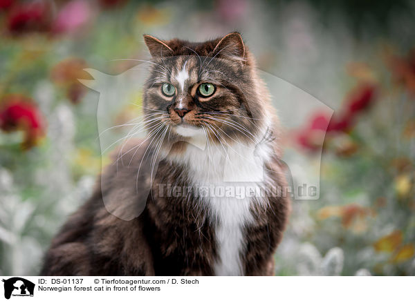 Norwegian forest cat in front of flowers / DS-01137