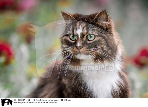 Norwegian forest cat in front of flowers / DS-01138