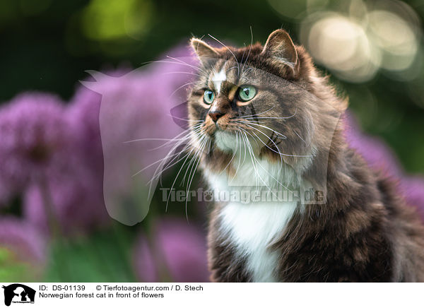 Norwegian forest cat in front of flowers / DS-01139