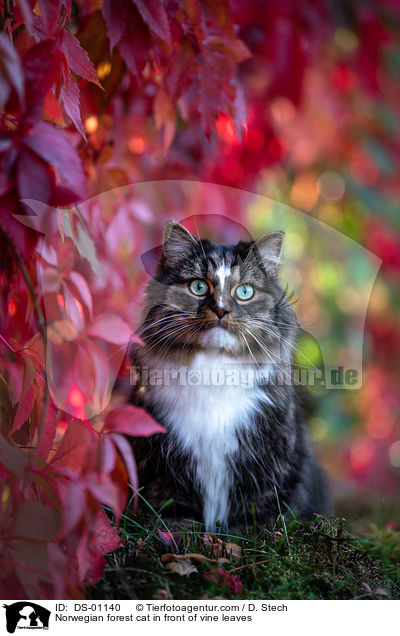 Norwegian forest cat in front of vine leaves / DS-01140
