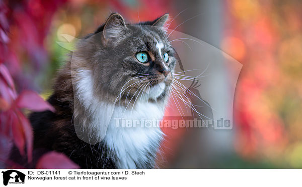 Norwegian forest cat in front of vine leaves / DS-01141