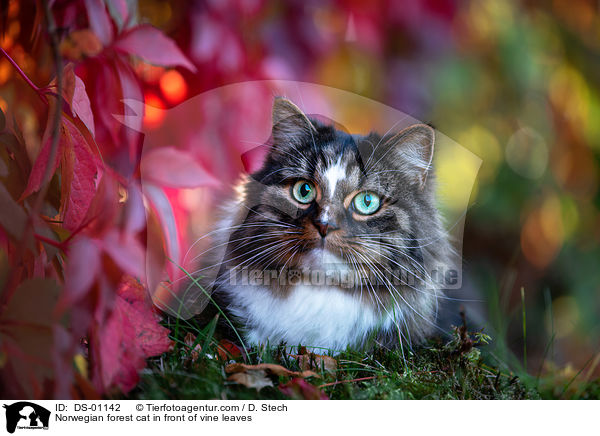 Norwegian forest cat in front of vine leaves / DS-01142
