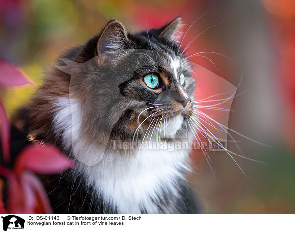 Norwegian forest cat in front of vine leaves / DS-01143