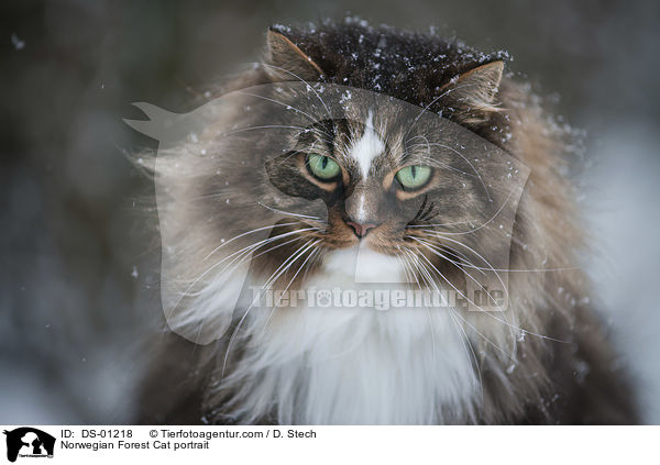 Norwegian Forest Cat portrait / DS-01218