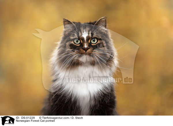 Norwegian Forest Cat portrait / DS-01228