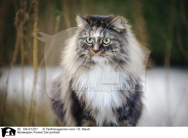 Norwegische Waldkatze Portrait / Norwegian Forest Cat portrait / DS-01251