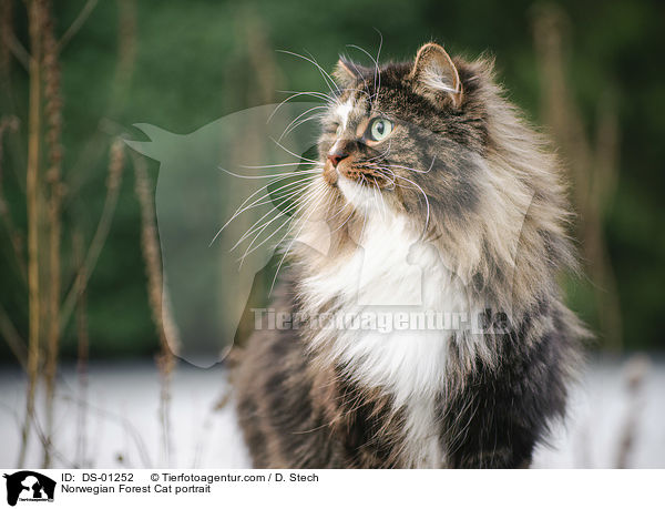 Norwegian Forest Cat portrait / DS-01252