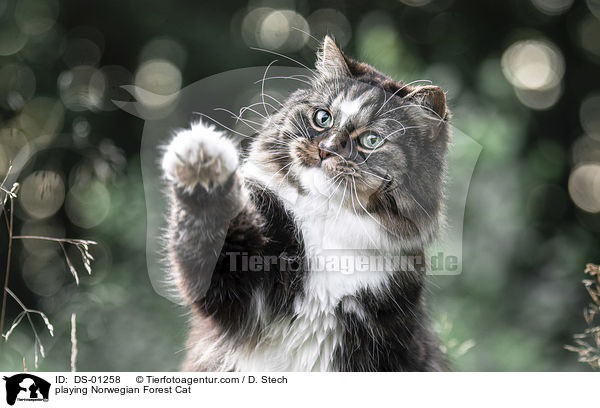 spielende Norwegische Waldkatze / playing Norwegian Forest Cat / DS-01258