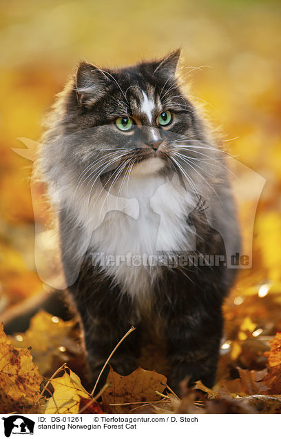 stehende Norwegische Waldkatze / standing Norwegian Forest Cat / DS-01261