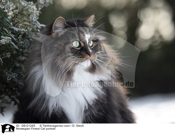Norwegische Waldkatze Portrait / Norwegian Forest Cat portrait / DS-01265