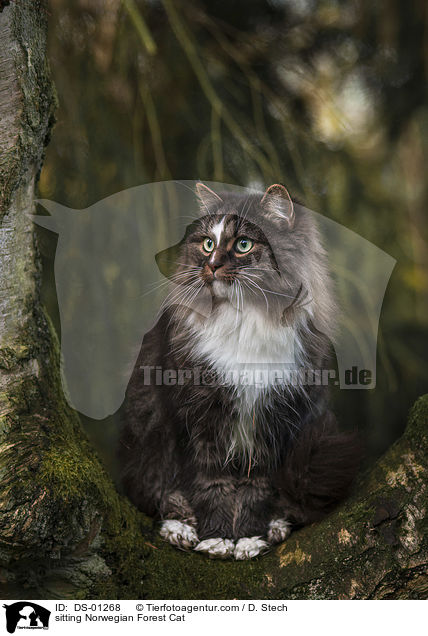 sitting Norwegian Forest Cat / DS-01268