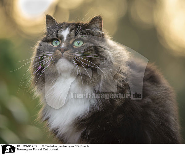 Norwegische Waldkatze Portrait / Norwegian Forest Cat portrait / DS-01269