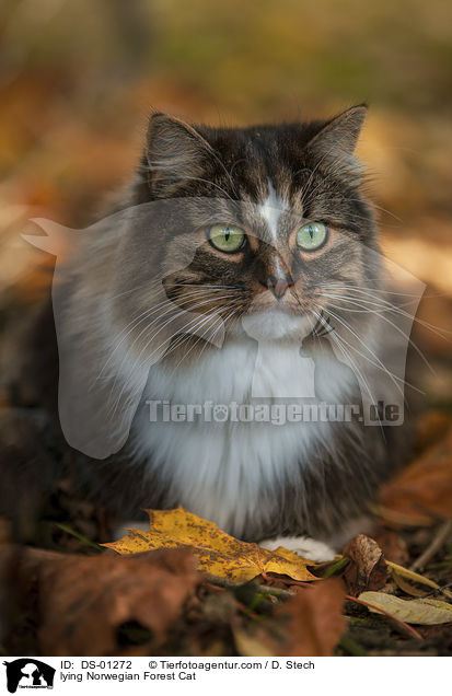 lying Norwegian Forest Cat / DS-01272