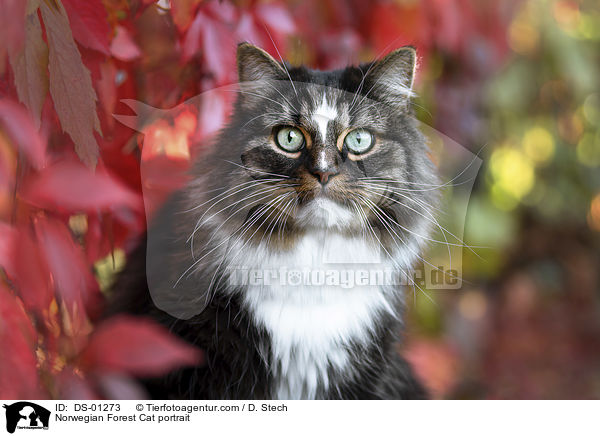 Norwegian Forest Cat portrait / DS-01273