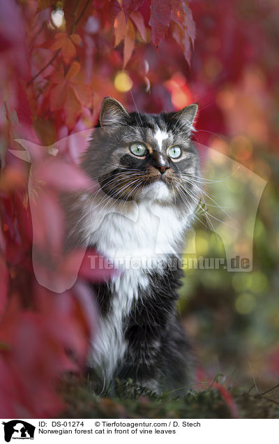 Norwegian forest cat in front of vine leaves / DS-01274