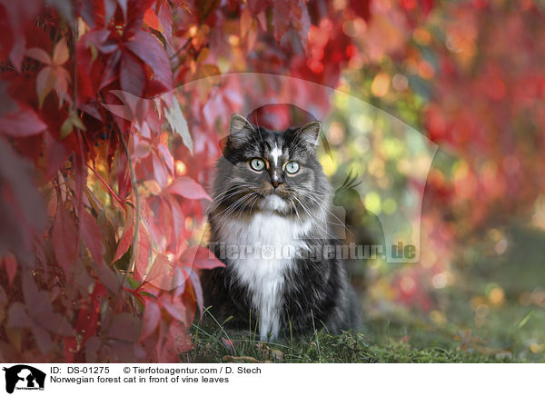 Norwegian forest cat in front of vine leaves / DS-01275