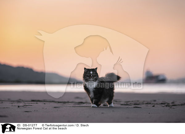 Norwegian Forest Cat at the beach / DS-01277