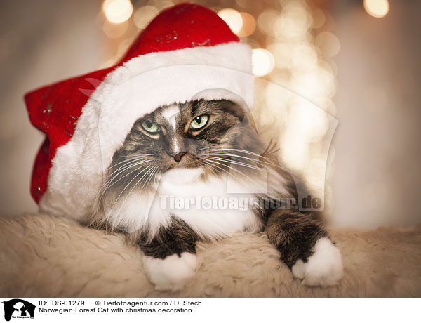Norwegian Forest Cat with christmas decoration / DS-01279