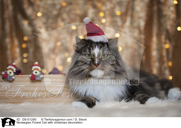 Norwegian Forest Cat with christmas decoration / DS-01280