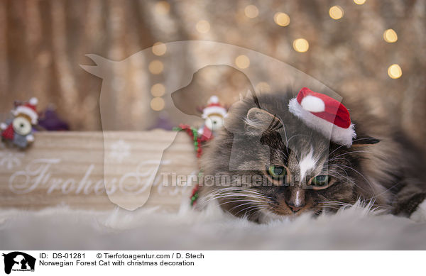 Norwegian Forest Cat with christmas decoration / DS-01281