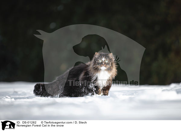 Norwegian Forest Cat in the snow / DS-01282