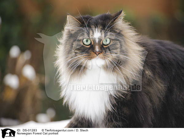 Norwegian Forest Cat portrait / DS-01283