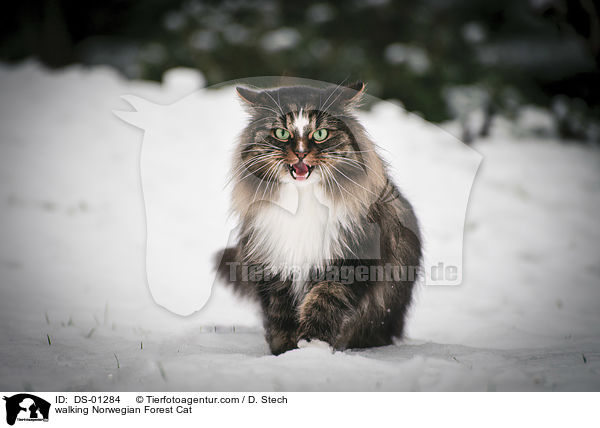 walking Norwegian Forest Cat / DS-01284