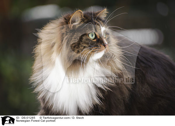 Norwegian Forest Cat portrait / DS-01285