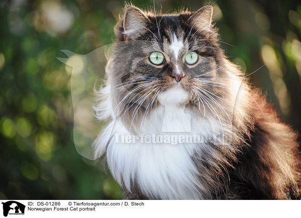 Norwegische Waldkatze Portrait / Norwegian Forest Cat portrait / DS-01286